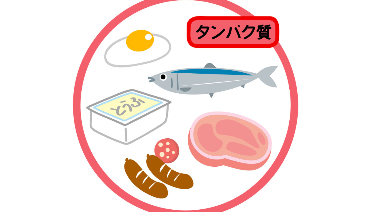 タンパク質を多く含む食材のイラスト